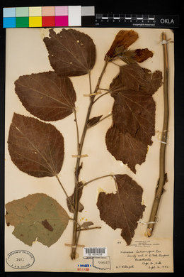 Hibiscus lasiocarpos image