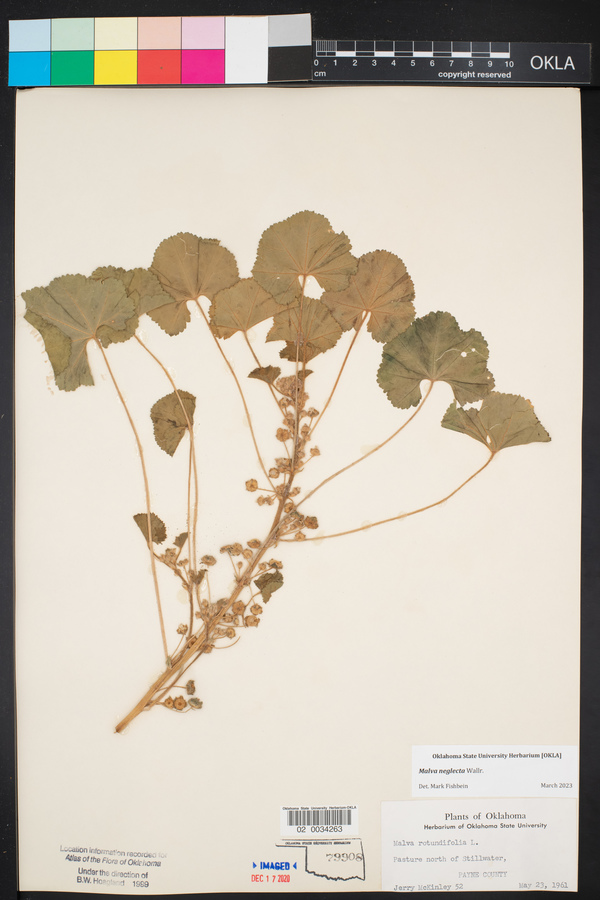 Malva rotundifolia image