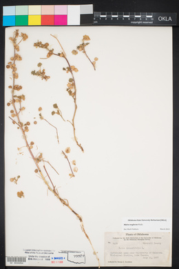 Malva neglecta image