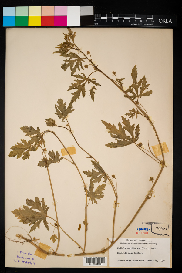 Modiola caroliniana image
