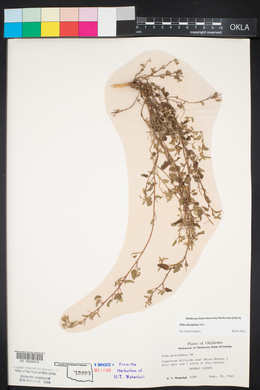 Sida abutilifolia image