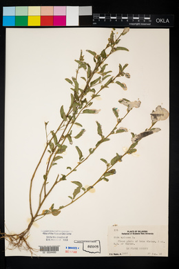 Sida spinosa image