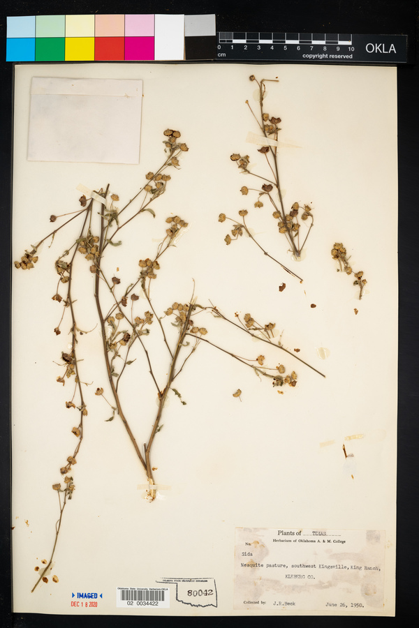 Sida spinosa image