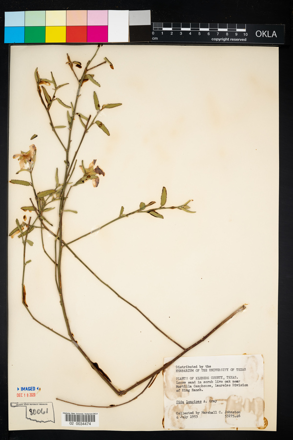 Sida lindheimeri image