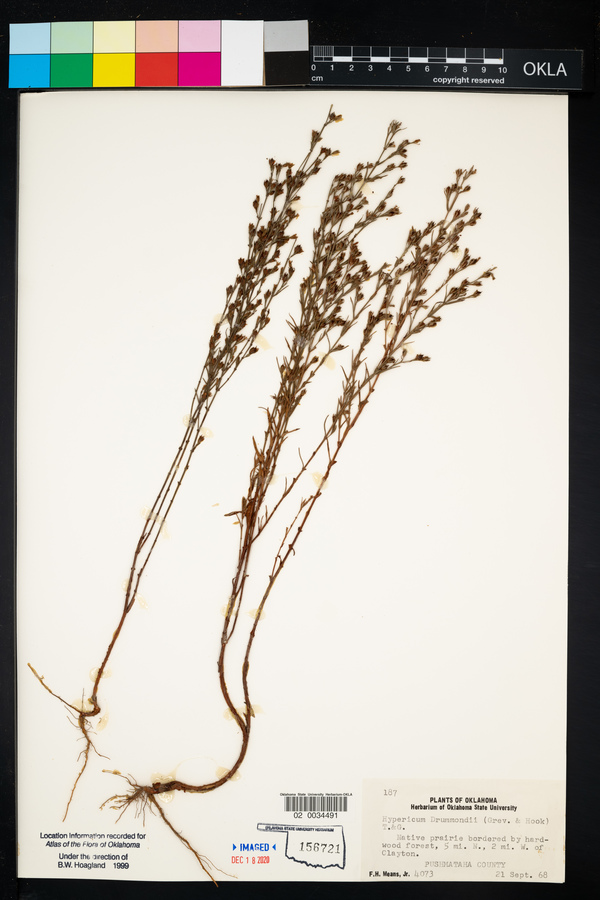 Hypericum drummondii image
