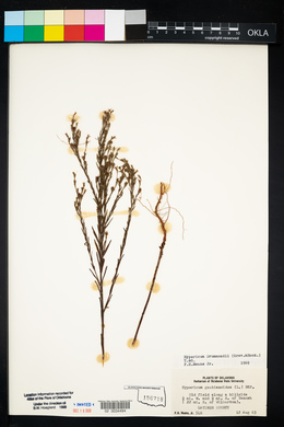 Hypericum drummondii image
