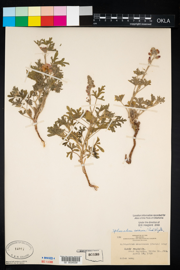 Sphaeralcea coccinea subsp. coccinea image
