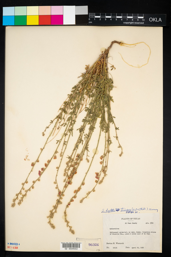 Sphaeralcea digitata subsp. tenuipes image