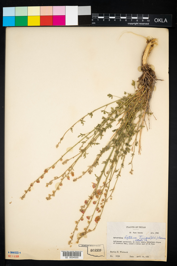 Sphaeralcea digitata var. tenuipes image