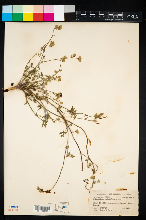 Sphaeralcea pedatifida image