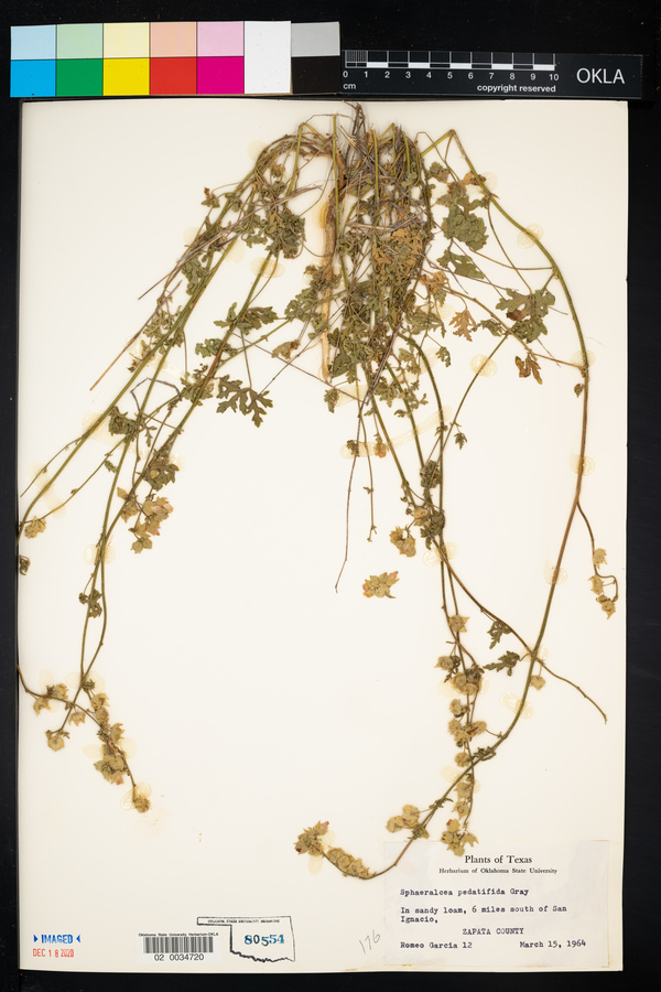Sphaeralcea pedatifida image
