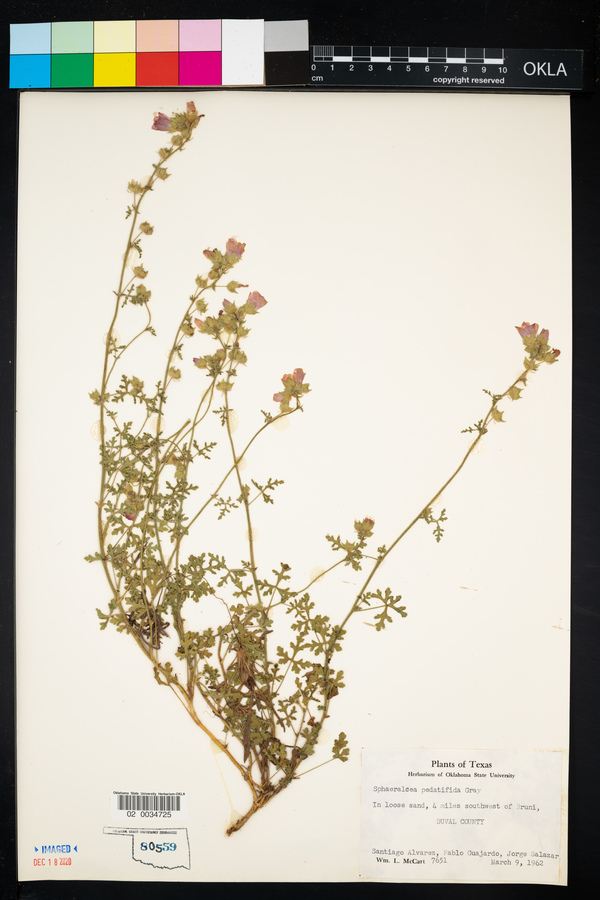 Sphaeralcea pedatifida image