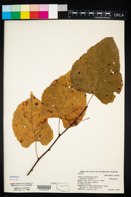 Tilia americana var. caroliniana image