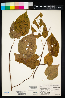 Tilia americana var. caroliniana image