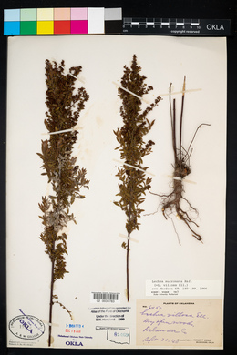 Lechea mucronata image