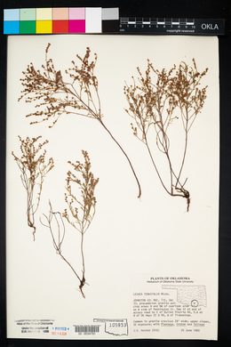 Lechea tenuifolia image