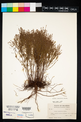 Lechea tenuifolia image