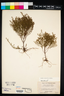 Lechea tenuifolia image