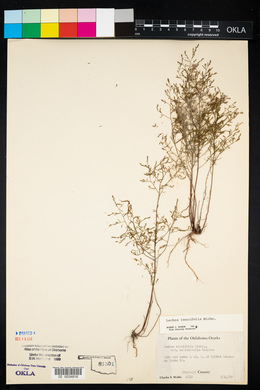 Lechea tenuifolia image
