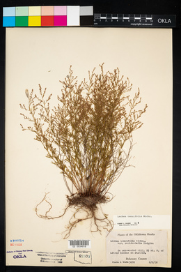 Lechea tenuifolia image