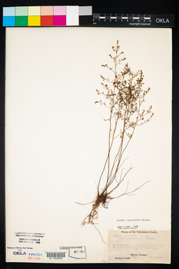 Lechea tenuifolia image