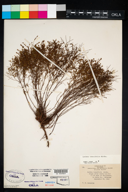 Lechea tenuifolia image