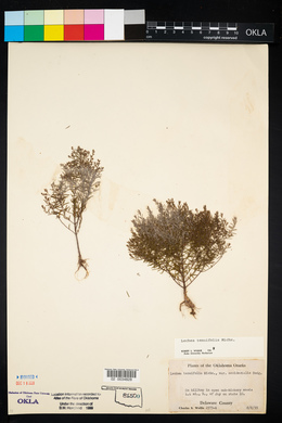 Lechea tenuifolia image