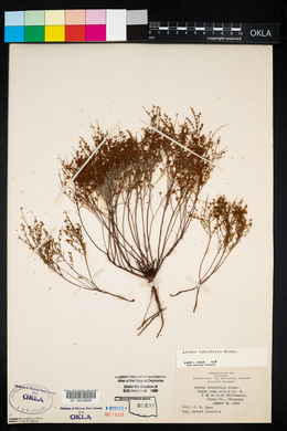 Lechea tenuifolia image