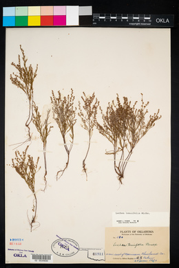 Lechea tenuifolia image