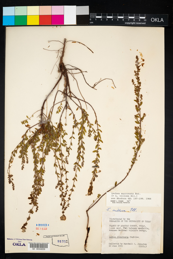 Lechea mucronata image