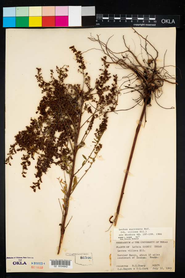 Lechea mucronata image