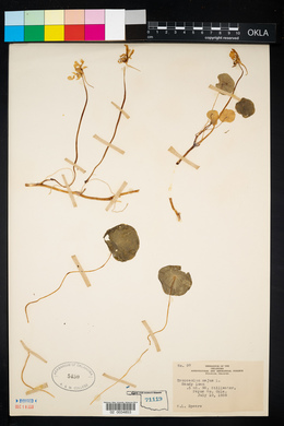 Tropaeolum majus image