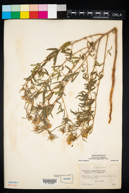 Image of Cleomella angustifolia