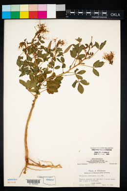 Polanisia dodecandra subsp. trachysperma image