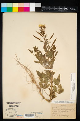 Polanisia dodecandra subsp. trachysperma image
