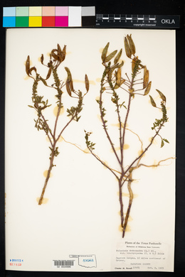 Polanisia dodecandra ssp. trachysperma image