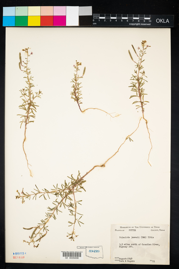 Polanisia jamesii image