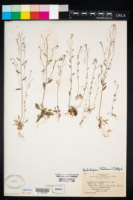 Arabidopsis thaliana image