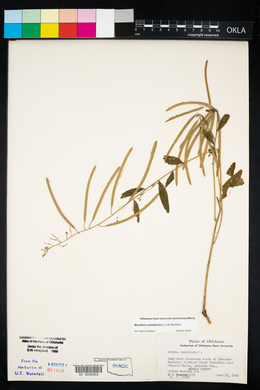 Borodinia canadensis image