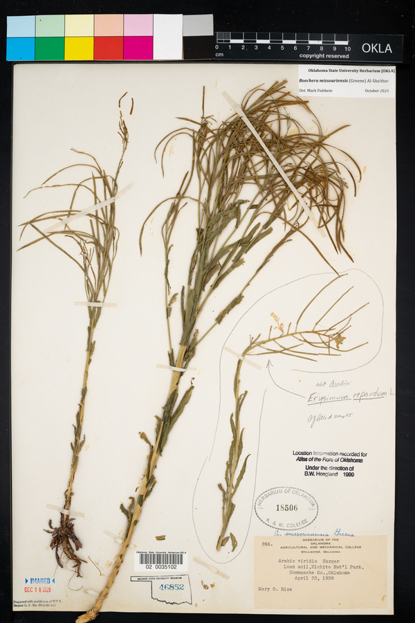 Borodinia missouriensis image