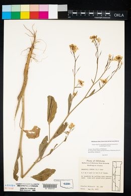 Brassica juncea image