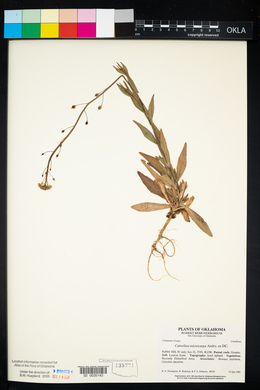 Camelina microcarpa image