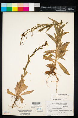 Camelina microcarpa image