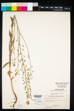 Camelina microcarpa image