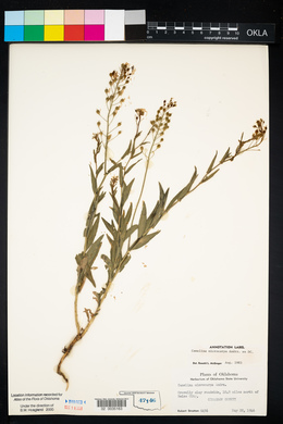 Camelina microcarpa image