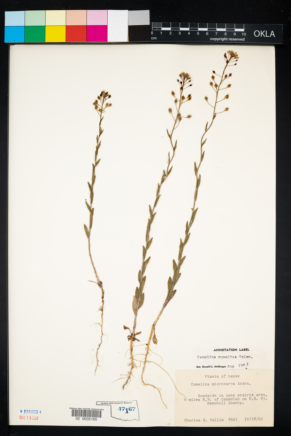 Camelina rumelica image