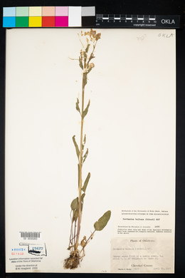 Cardamine bulbosa image