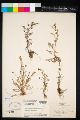 Cardamine parviflora image