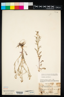 Cardamine parviflora image