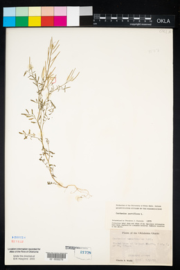 Cardamine parviflora image